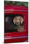 Weimaraner Sitting in an Automobile-DLILLC-Mounted Photographic Print