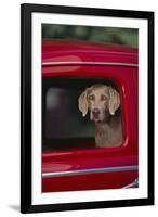 Weimaraner Sitting in an Automobile-DLILLC-Framed Photographic Print