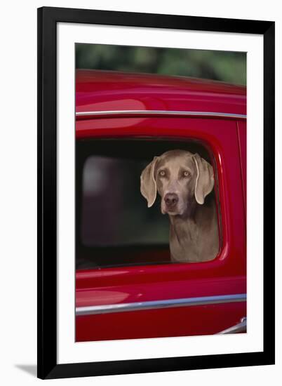 Weimaraner Sitting in an Automobile-DLILLC-Framed Photographic Print