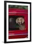 Weimaraner Sitting in an Automobile-DLILLC-Framed Photographic Print