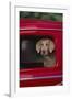 Weimaraner Sitting in an Automobile-DLILLC-Framed Photographic Print