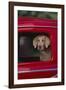 Weimaraner Sitting in an Automobile-DLILLC-Framed Photographic Print