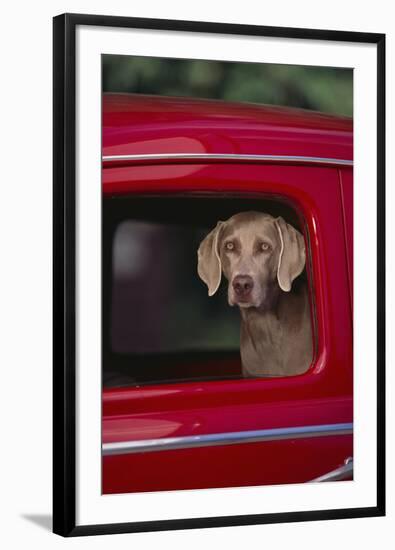 Weimaraner Sitting in an Automobile-DLILLC-Framed Photographic Print