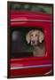 Weimaraner Sitting in an Automobile-DLILLC-Framed Photographic Print