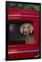 Weimaraner Sitting in an Automobile-DLILLC-Framed Photographic Print