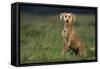 Weimaraner Sitting in Field-DLILLC-Framed Stretched Canvas