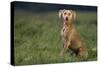 Weimaraner Sitting in Field-DLILLC-Stretched Canvas