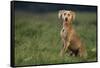 Weimaraner Sitting in Field-DLILLC-Framed Stretched Canvas