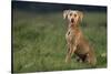 Weimaraner Sitting in Field-DLILLC-Stretched Canvas