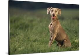 Weimaraner Sitting in Field-DLILLC-Stretched Canvas