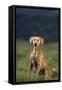 Weimaraner Sitting in Field-DLILLC-Framed Stretched Canvas