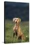 Weimaraner Sitting in Field-DLILLC-Stretched Canvas