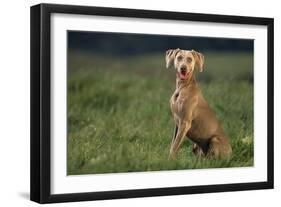 Weimaraner Sitting in Field-DLILLC-Framed Photographic Print