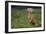 Weimaraner Sitting in Field-DLILLC-Framed Photographic Print