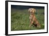 Weimaraner Sitting in Field-DLILLC-Framed Photographic Print