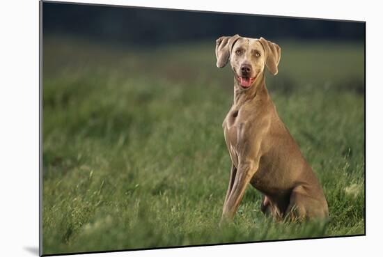 Weimaraner Sitting in Field-DLILLC-Mounted Photographic Print