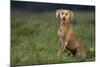 Weimaraner Sitting in Field-DLILLC-Mounted Photographic Print