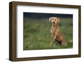 Weimaraner Sitting in Field-DLILLC-Framed Photographic Print