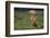 Weimaraner Sitting in Field-DLILLC-Framed Photographic Print