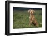 Weimaraner Sitting in Field-DLILLC-Framed Photographic Print