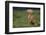 Weimaraner Sitting in Field-DLILLC-Framed Photographic Print