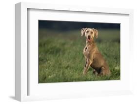 Weimaraner Sitting in Field-DLILLC-Framed Photographic Print