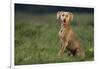 Weimaraner Sitting in Field-DLILLC-Framed Photographic Print