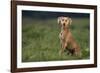 Weimaraner Sitting in Field-DLILLC-Framed Photographic Print