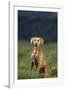 Weimaraner Sitting in Field-DLILLC-Framed Photographic Print