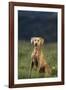 Weimaraner Sitting in Field-DLILLC-Framed Photographic Print