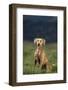 Weimaraner Sitting in Field-DLILLC-Framed Photographic Print