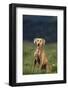 Weimaraner Sitting in Field-DLILLC-Framed Photographic Print