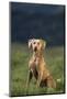 Weimaraner Sitting in Field-DLILLC-Mounted Photographic Print