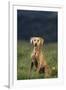 Weimaraner Sitting in Field-DLILLC-Framed Photographic Print