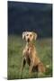 Weimaraner Sitting in Field-DLILLC-Mounted Photographic Print