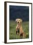 Weimaraner Sitting in Field-DLILLC-Framed Photographic Print