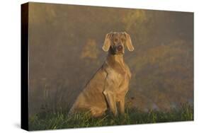 Weimaraner Sitting in Grass by Pond and Autumn Reflections on Foggy Morning, Killingworth-Lynn M^ Stone-Stretched Canvas