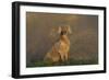 Weimaraner Sitting in Grass by Pond and Autumn Reflections on Foggy Morning, Killingworth-Lynn M^ Stone-Framed Photographic Print