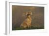 Weimaraner Sitting in Grass by Pond and Autumn Reflections on Foggy Morning, Killingworth-Lynn M^ Stone-Framed Photographic Print