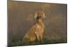 Weimaraner Sitting in Grass by Pond and Autumn Reflections on Foggy Morning, Killingworth-Lynn M^ Stone-Mounted Photographic Print