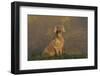 Weimaraner Sitting in Grass by Pond and Autumn Reflections on Foggy Morning, Killingworth-Lynn M^ Stone-Framed Photographic Print