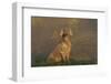 Weimaraner Sitting in Grass by Pond and Autumn Reflections on Foggy Morning, Killingworth-Lynn M^ Stone-Framed Photographic Print