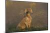 Weimaraner Sitting in Grass by Pond and Autumn Reflections on Foggy Morning, Killingworth-Lynn M^ Stone-Mounted Photographic Print