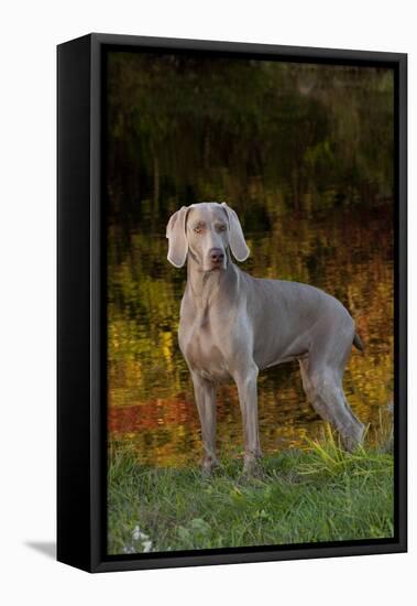 Weimaraner Standing by Pond in Autumn, Colchester, Connecticut, USA-Lynn M^ Stone-Framed Stretched Canvas