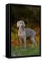 Weimaraner Standing by Pond in Autumn, Colchester, Connecticut, USA-Lynn M^ Stone-Framed Stretched Canvas