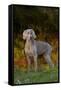 Weimaraner Standing by Pond in Autumn, Colchester, Connecticut, USA-Lynn M^ Stone-Framed Stretched Canvas