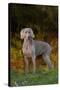 Weimaraner Standing by Pond in Autumn, Colchester, Connecticut, USA-Lynn M^ Stone-Stretched Canvas