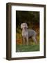 Weimaraner Standing by Pond in Autumn, Colchester, Connecticut, USA-Lynn M^ Stone-Framed Photographic Print