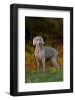 Weimaraner Standing by Pond in Autumn, Colchester, Connecticut, USA-Lynn M^ Stone-Framed Photographic Print