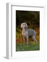 Weimaraner Standing by Pond in Autumn, Colchester, Connecticut, USA-Lynn M^ Stone-Framed Photographic Print